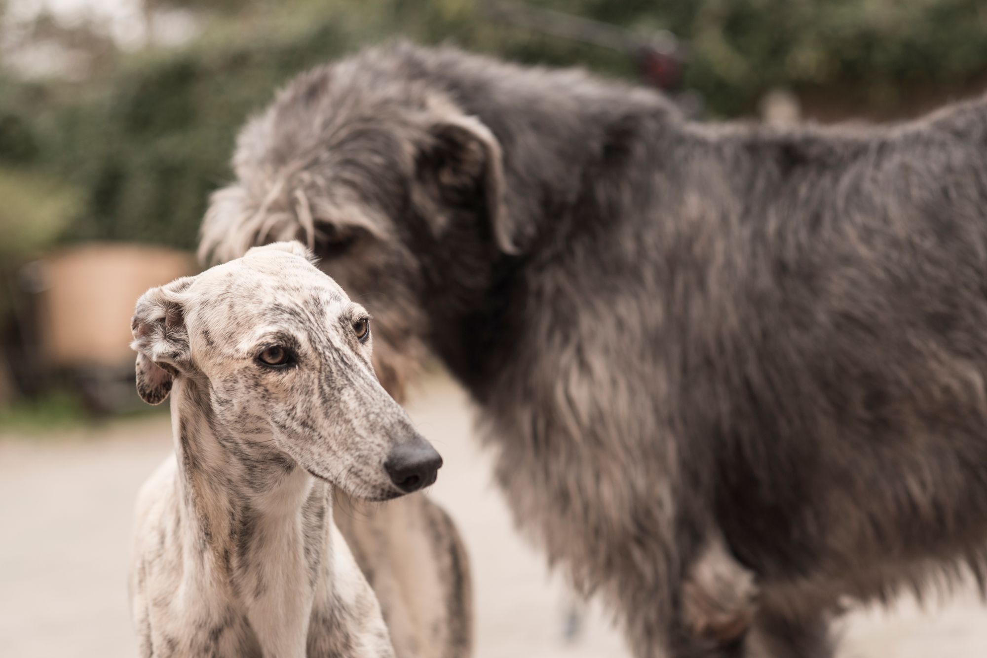 Galgo and Irish Wolfhound